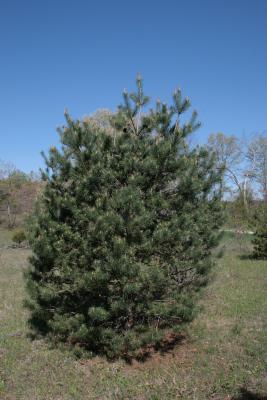 Pinus sylvestris (Scots Pine), habit, spring