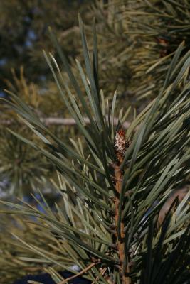 Pinus sylvestris (Scots Pine), bud, terminal