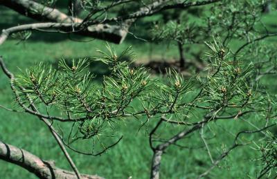 Pinus virginiana (Virginia Pine), leaf, mature
