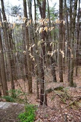 Fagus grandifolia (American Beech), habit, winter