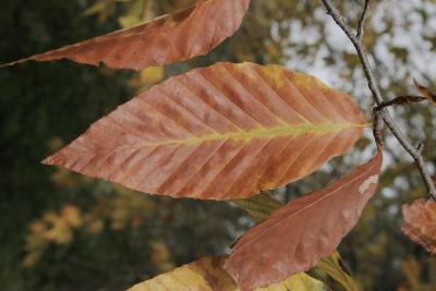 Fagus grandifolia (American Beech), leaf, fall