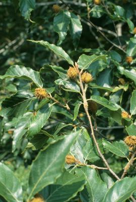 Fagus grandifolia (American Beech), fruit, mature