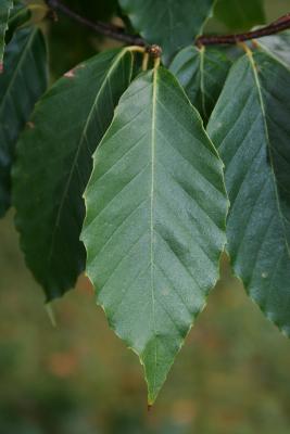 Fagus grandifolia (American Beech), leaf, upper surface