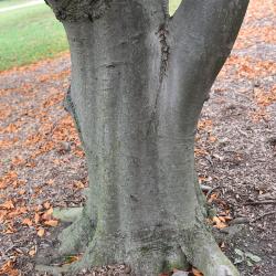 Fagus sylvatica 'Zlatia' (Golden-leaved European Beech), bark, trunk