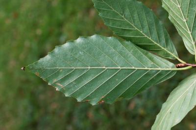Fagus grandifolia (American Beech), leaf, lower surface