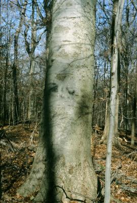 Fagus grandifolia (American Beech), bark, trunk