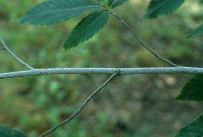 Fagus grandifolia (American Beech), bark, branch