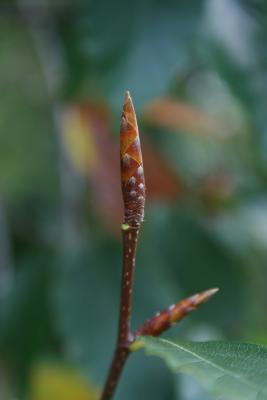 Fagus grandifolia (American Beech), bud, terminal