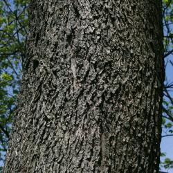 Carya illinoinensis (Pecan), bark, trunk