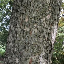 Carya illinoinensis (Pecan), bark, trunk