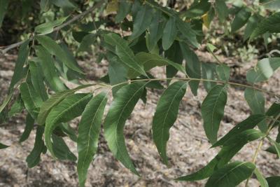Carya illinoinensis (Pecan), leaf, summer