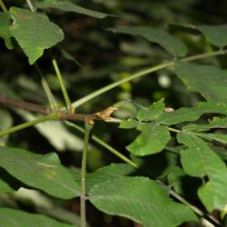 Carya cordiformis (Bitternut Hickory) , bud, terminal