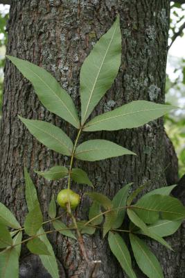 Carya cordiformis (Bitternut Hickory) , leaf, lower surface