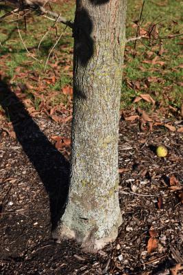 Carya laciniosa (Shellbark Hickory), bark, trunk
