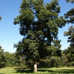 Carya cordiformis (Bitternut Hickory) , habit, summer