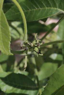 Carya illinoinensis (Pecan), flower, pistillate