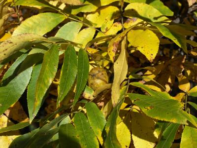 Carya cordiformis (Bitternut Hickory) , leaf, fall