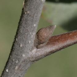 Carya illinoinensis (Pecan), bud, lateral
