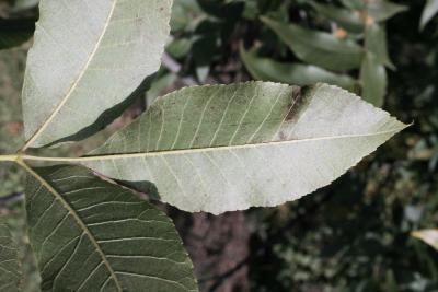 Carya illinoinensis (Pecan), leaf, lower surface