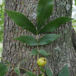 Carya cordiformis (Bitternut Hickory) , leaf, upper surface