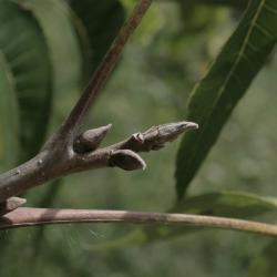 Carya illinoinensis (Pecan), bud, terminal