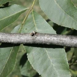 Carya illinoinensis (Pecan), bark, twig