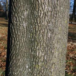 Carya cordiformis (Bitternut Hickory) , bark, trunk