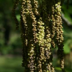 Carya cordiformis (Bitternut Hickory) , flower, staminate
