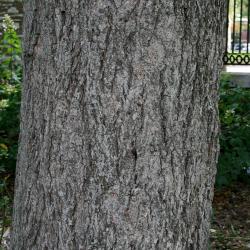 Carya cordiformis (Bitternut Hickory) , bark, mature
