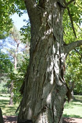 Carya laciniosa (Shellbark Hickory), bark, mature