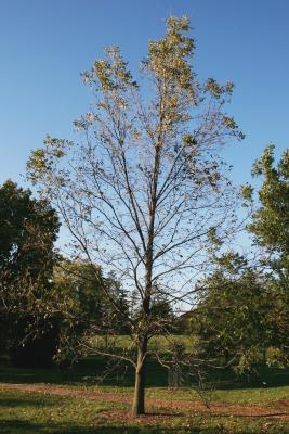 Carya illinoinensis (Pecan), habit, fall