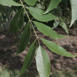 Carya illinoinensis (Pecan), leaf, summer