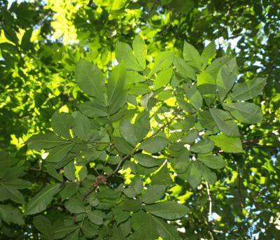 Carya cordiformis (Bitternut Hickory) , leaf, summer