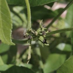 Carya illinoinensis (Pecan), flower, pistillate