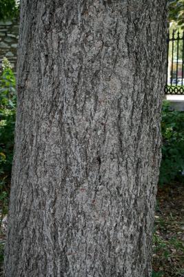 Carya cordiformis (Bitternut Hickory) , bark, mature