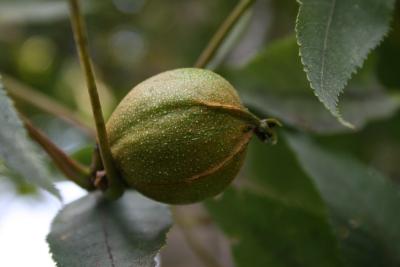 Carya cordiformis (Bitternut Hickory) , fruit, immature