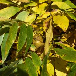 Carya cordiformis (Bitternut Hickory) , leaf, fall