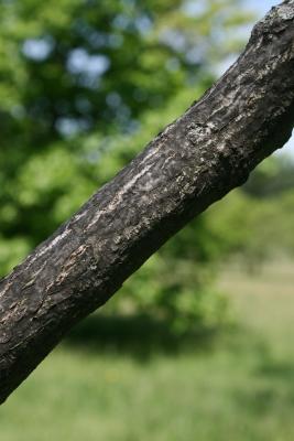 Carya illinoinensis (Pecan), bark, branch