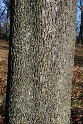 Carya cordiformis (Bitternut Hickory) , bark, trunk