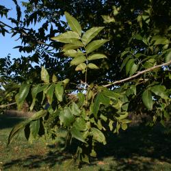 Acer saccharum (Sugar Maple), roots