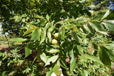 Carya laciniosa (Shellbark Hickory), fruit, immature