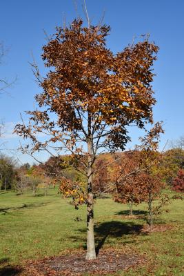 Carya laciniosa (Shellbark Hickory), habit, fall
