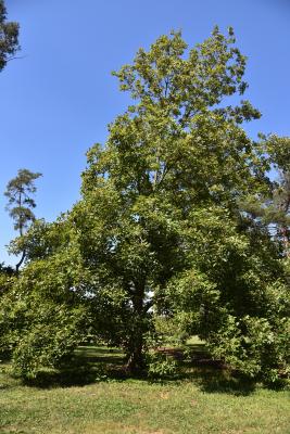 Carya laciniosa (Shellbark Hickory), habit, summer