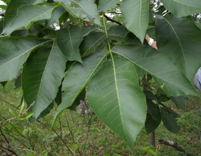 Carya ovata (Shagbark Hickory), leaf, upper surface