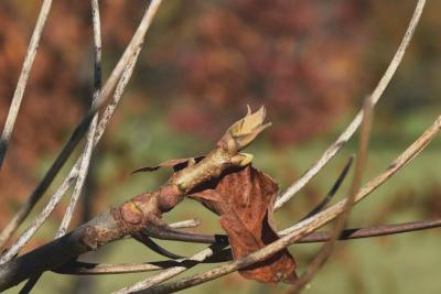 Carya laciniosa (Shellbark Hickory), bud, terminal