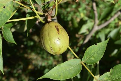 Carya laciniosa (Shellbark Hickory), fruit, immature