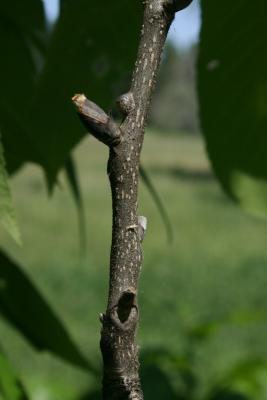 Carya ovata (Shagbark Hickory), bud, lateral