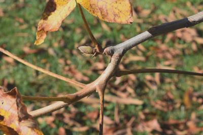 Carya laciniosa (Shellbark Hickory), bark, twig
