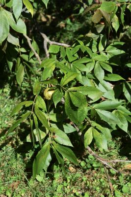 Carya laciniosa (Shellbark Hickory), leaf, summer