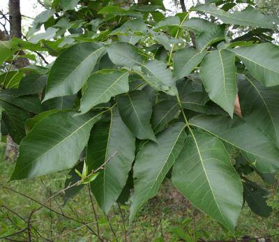 Carya ovata (Shagbark Hickory), leaf, summer